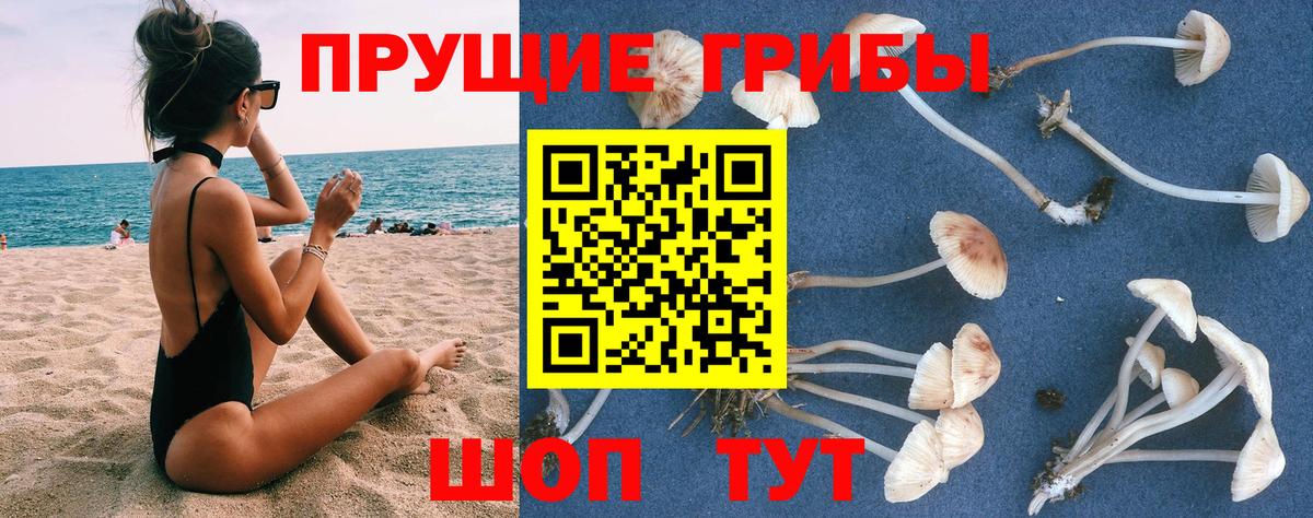 Галлюциногенные грибы Psilocybine cubensis  Краснодар  наркота  Псилоцибиновые грибы мухоморы 